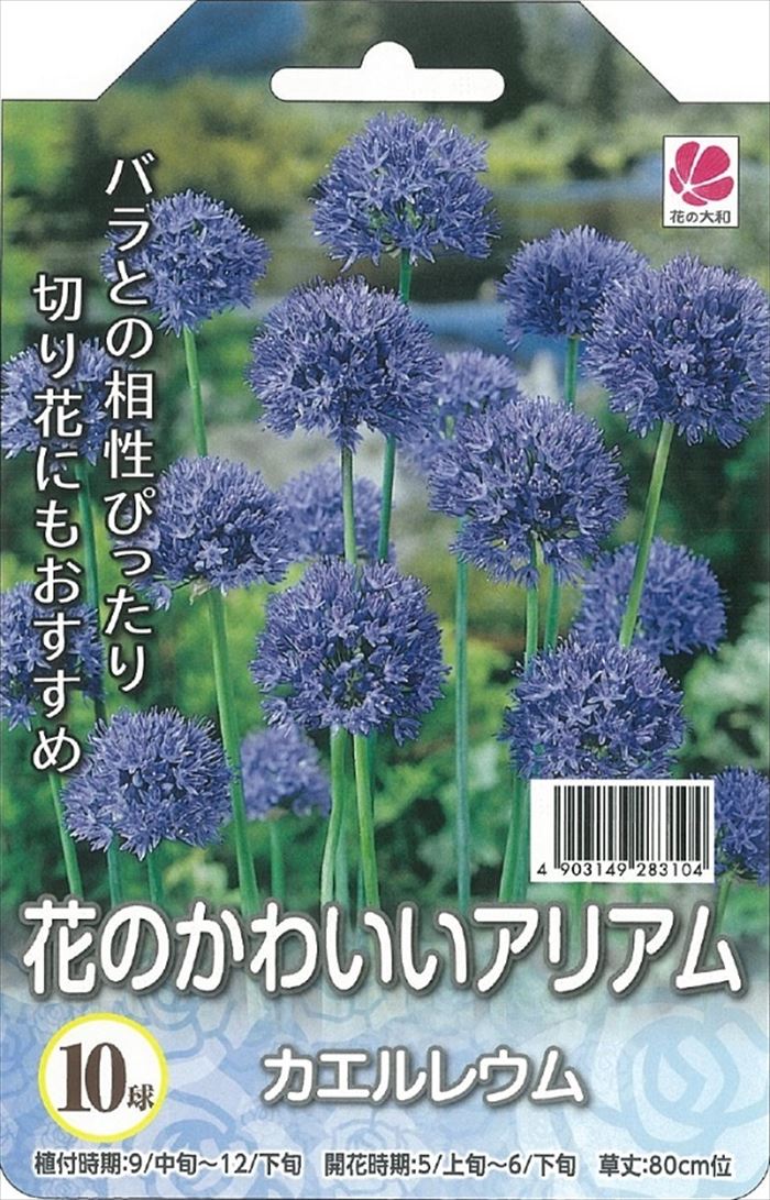 予約販売 花の大和 球根 花のかわいいアリアム カエルレウム 10球 hyk 10月上旬以降発送