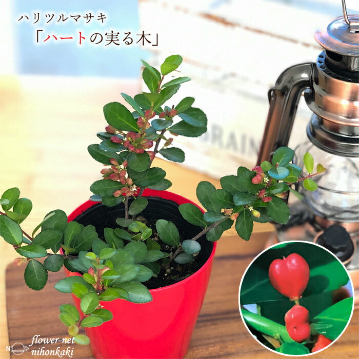 ハートが実る木 3号鉢 登録品種 ハートの実 ハリツルマサキ ハートの木 ハートツリー ギフトプレゼント 鉢植え 鉢花のサムネイル
