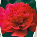 予約販売 芍薬 紅河 12cmポット 変わり咲き シャクヤク...
