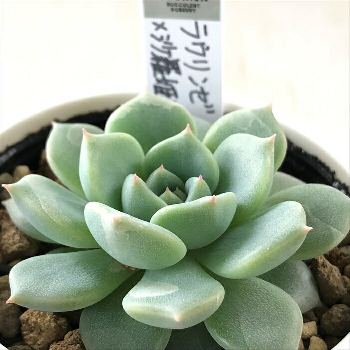 多肉植物 yukエケベリア ラウリンゼ×沙羅姫牡丹 多肉植物 優木園さんの苗 送料無料 エケベリア 6cmポットのサムネイル