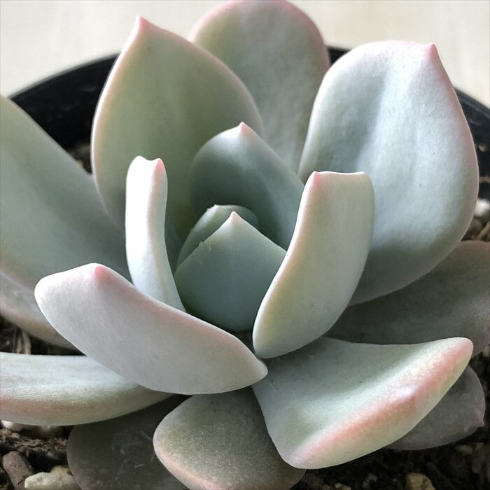 多肉植物 skエケベリア シャルドネ（シャビアナ×ラウイ） 多肉植物 エケベリア 7.5cmポットのサムネイル