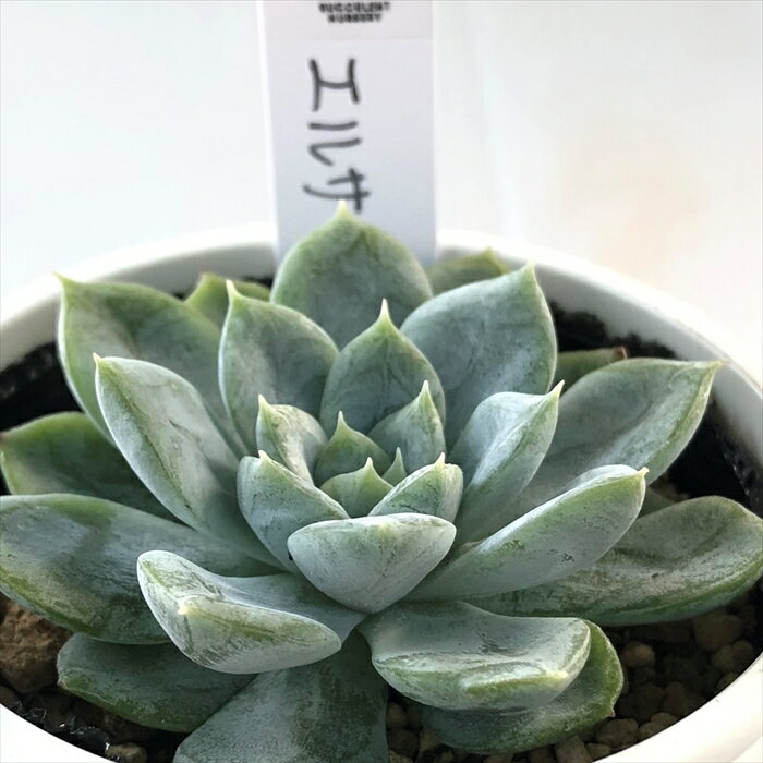 多肉植物 yukエケベリア エルサ 多肉植物 優木園さんの苗 エケベリア 6cmポットのサムネイル