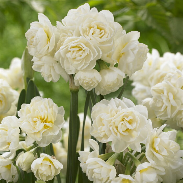 花の大和 球根 花香る水仙 エーリッチャー 2球 hykのサムネイル