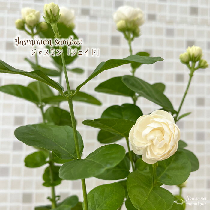 アラビアンジャスミン ジェイド 10.5cmポット マツリカ 茉莉花 ジャスミン バラ咲き 八重 Herb