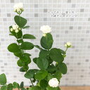 nihonkakiryuutuu:10023479のサンプル画像2