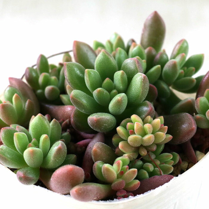 多肉植物 sbセデベリア ばらまき オレンジドリーム 多肉植物 セデベリア 7.5cmポットのサムネイル