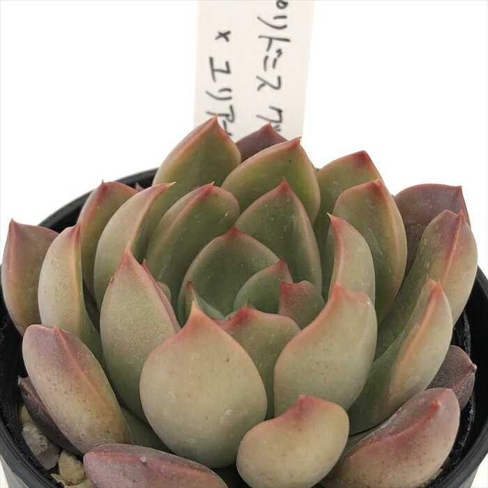 多肉植物 O’sエケベリア プリドニスグリーンフォーム×ユリアナ A2 多肉植物 O’s PLANTS オーズプランツさん苗 送料無料 エケベリア 6cmポットのサムネイル