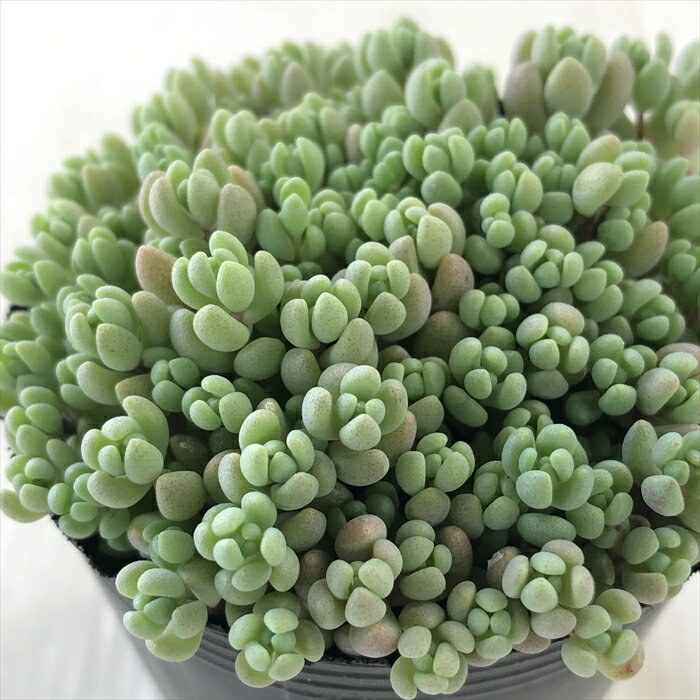 多肉植物 hmセダム ばらまきパープルヘイズ 多肉植物 セダム 6cmポットのサムネイル
