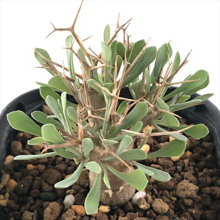 多肉植物 caオトンナ ユーフォルビオイデス 多肉植物 コーデックス 9cmポットのサムネイル