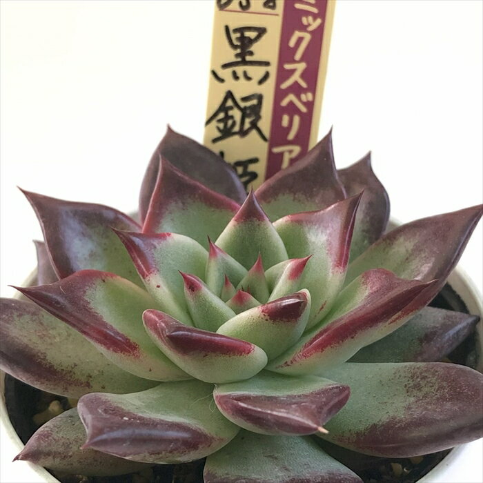 （観葉植物）一点物　アガベ　チタノタ　皇帝　台湾株（1鉢）