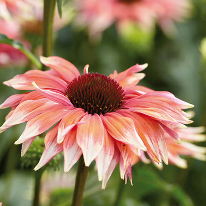 エキナセア苗 プレイフルメドママ 宿根草苗 9cmポット ガーデニング 多年草 ムラサキバレンギク tneのサムネイル