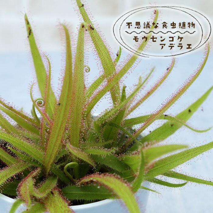 予約販売 不思議な食虫植物 モウセンゴケ アデラエ 3.5号鉢 食虫植物 水生植物 dsy 6月中旬以降発送