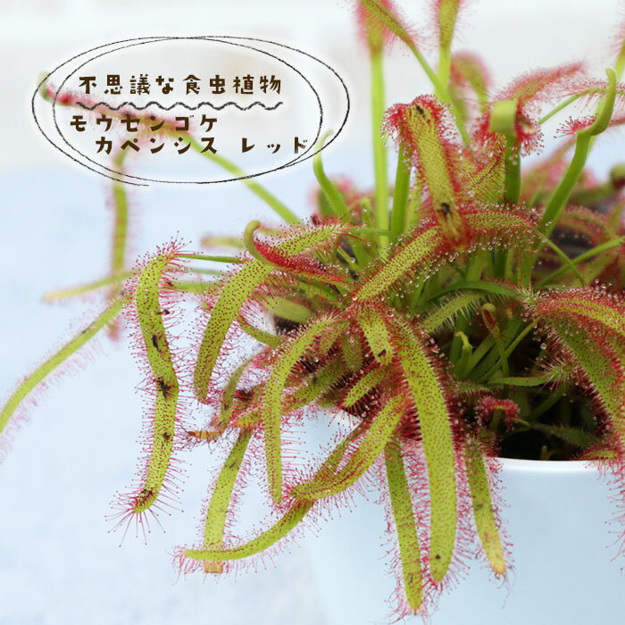 予約販売不思議な食虫植物モウセンゴケカペンシスレッド35号鉢食虫植物水生植物dsy6月中旬以降発送