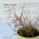 予約販売 不思議な食虫植物 モウセンゴケ ビナータ 3.5号鉢 食虫植物 水生植物 dsy 6月中旬以降発送