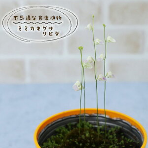 不思議な食虫植物 ミミカキグサ リビダ 3.5号鉢 食虫植物 水生植物 dsy