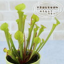 予約販売 不思議な食虫植物 サラセニア フラバ 3.5号鉢 食虫植物 水生植物 