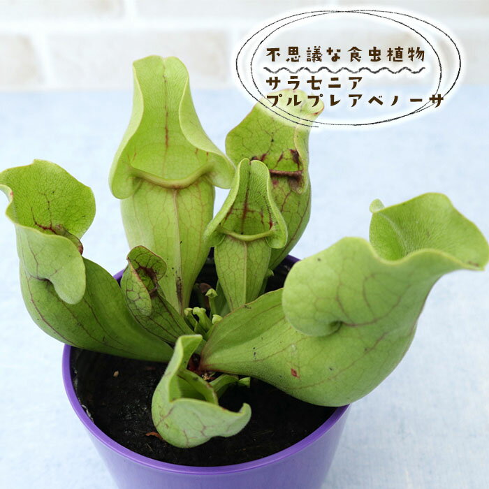 予約販売不思議な食虫植物サラセニアプルプレアベノーサ35号鉢食虫植物水生植物dsy6月中旬以降発送