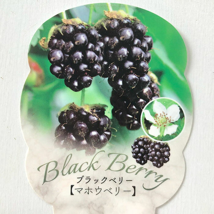 トゲなしブラックベリー苗マホウベリ...