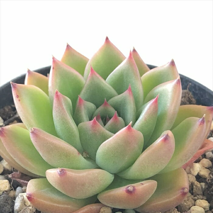 今٩(ˊᗜˋ*)وエケベリア アンストーンが花盛りです！ | わたしのずかん ♫
