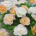 予約販売 ミニバラ プリズム 3号ポット 四季咲き バラ 薔薇 バラ苗 苗 黄色 flt 11月上旬以降発送