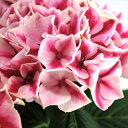 予約販売 アジサイ ピルニッツ 10.5cmポット ハイドランジア 苗 花苗 苗木 あじさい 紫陽花 tsa 10月下旬以降発送