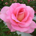 予約販売 バラ苗 バラ長尺苗 つるバラ ティファニー バラ大苗 薔薇 ばら 送料無料 ピンク troc 12月中旬以降発送