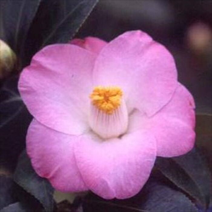 特徴 ツバキ科ツバキ属の常緑高木。 日本を代表する花木です。 光沢のある濃い緑の葉が特徴。 花色、花形、葉の形など、いろいろな品種が栽培されています。 開花時期は11月〜12月、2月〜4月。（品種により異なります） 挿し木苗となります。 開花見込の3年生充実株のお届けです。 管理方法 【置き場所・日当たり】 耐寒性・耐暑性に強いため日陰でも育ちます。 土壌を選びませんが、水はけのよい土を好みます。 春の開花後、お花を楽しんだ後に植え付けます。 【水やり】 4月から9月までは十分に与えて下さい。 特に、根の張りが遅くなる鉢植えは、乾燥によるダメージが大きいため、土の表面が乾いたらたっぷり水やりをしてください。 【肥料】 冬に有機質肥料または緩効性の化成肥料を寒肥として施してください。 秋にも置き肥をしておくとつぼみが充実します。 アルカリ性の肥料は葉が黄色く弱るため、施さないようにしてください。 サイズ・その他 12cmポット 1ポット ※写真はお届けイメージです。 ※適切な高さにカットして発送する事がございます。 ※若苗のため蕾の無い状態でお届けする事がございます。 ※樹形・大きさには個体差がございますのでご了承の上お買い上げください。 注意点 ※ご予約苗につきましては、植物のため生育不良等の理由で商品の準備ができない場合がございます。 ※発送時期が異なる商品とは同梱できません。 ※各商品ページに記載の発送時期をご確認の上ご注文下さい。　