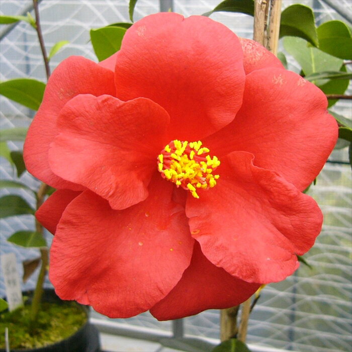 特徴 ツバキ科ツバキ属の常緑高木。 日本を代表する花木です。 光沢のある濃い緑の葉が特徴。 花色、花形、葉の形など、いろいろな品種が栽培されています。 開花時期は11月〜12月、2月〜4月。（品種により異なります） 挿し木苗となります。 開花見込の3年生充実株のお届けです。 管理方法 【置き場所・日当たり】 耐寒性・耐暑性に強いため日陰でも育ちます。 土壌を選びませんが、水はけのよい土を好みます。 春の開花後、お花を楽しんだ後に植え付けます。 【水やり】 4月から9月までは十分に与えて下さい。 特に、根の張りが遅くなる鉢植えは、乾燥によるダメージが大きいため、土の表面が乾いたらたっぷり水やりをしてください。 【肥料】 冬に有機質肥料または緩効性の化成肥料を寒肥として施してください。 秋にも置き肥をしておくとつぼみが充実します。 アルカリ性の肥料は葉が黄色く弱るため、施さないようにしてください。 サイズ・その他 12cmポット 1ポット ※写真はお届けイメージです。 ※適切な高さにカットして発送する事がございます。 ※若苗のため蕾の無い状態でお届けする事がございます。 ※樹形・大きさには個体差がございますのでご了承の上お買い上げください。 注意点 ※ご予約苗につきましては、植物のため生育不良等の理由で商品の準備ができない場合がございます。 ※発送時期が異なる商品とは同梱できません。 ※各商品ページに記載の発送時期をご確認の上ご注文下さい。　