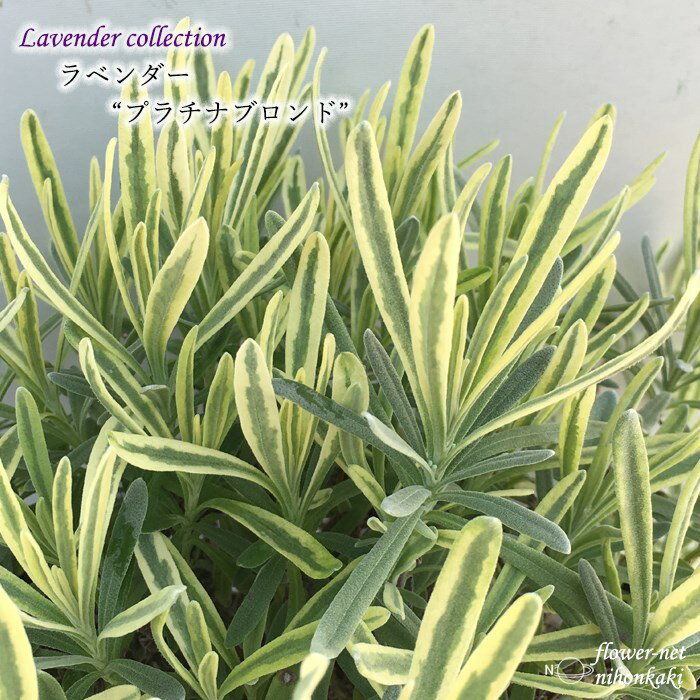 ラベンダー 苗 プラチナブロンド 10.5cmポット 斑入り イングリッシュラベンダー 花苗 宿根草 ガーデニング ハーブ苗 Herb hlpのサムネイル