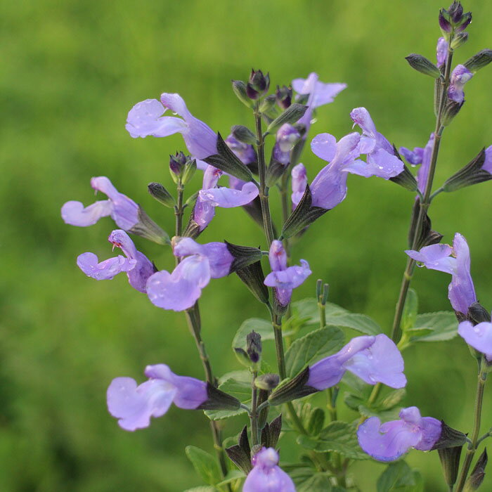 予約販売サルビア苗ソークールペール...