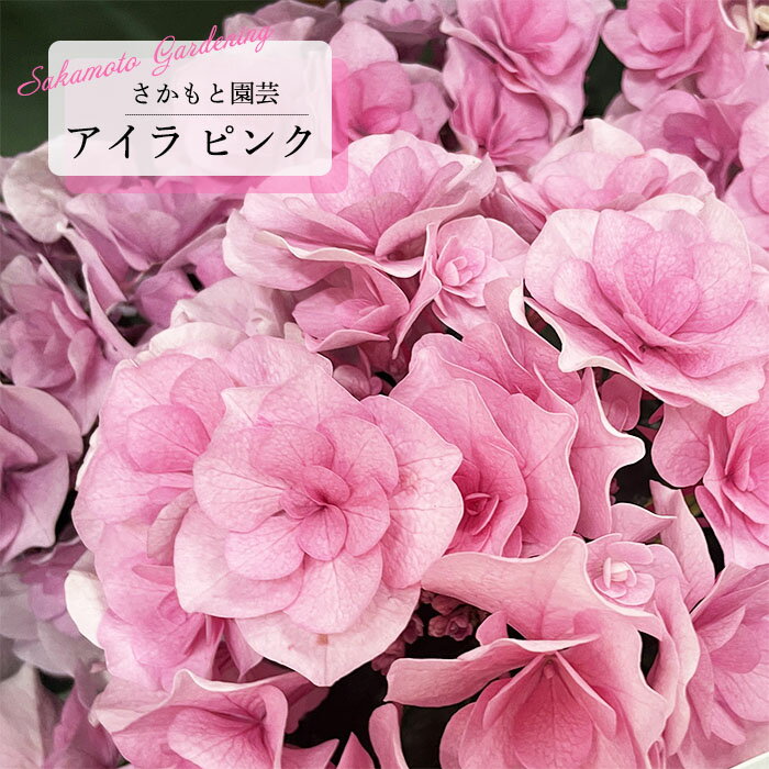 アジサイアイラピンク9cm〜10....