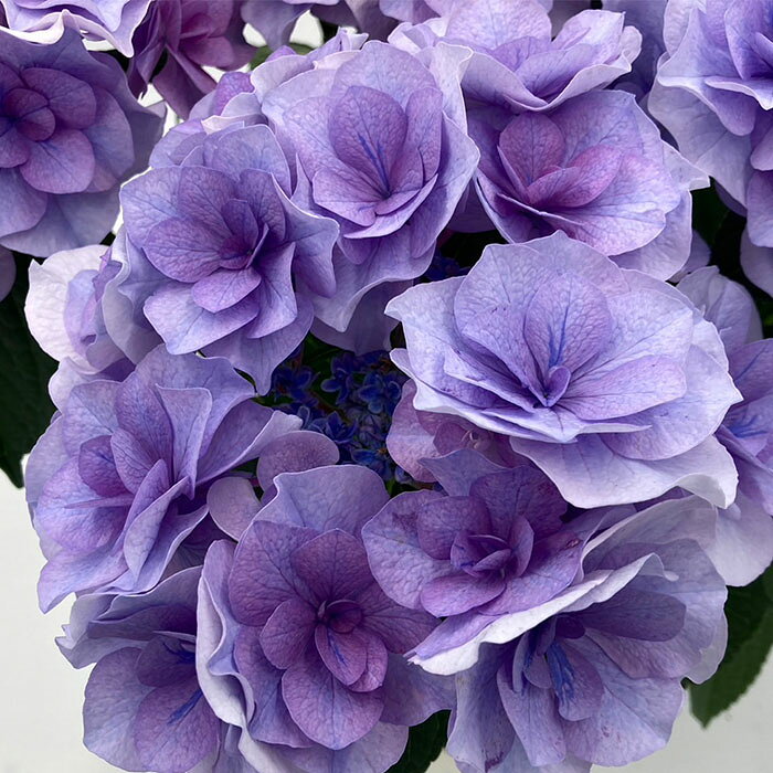 フラワーネット 日本花キ流通の予約販売 アジサイ アイラ ブルー 9cm〜10.5cmポット 登録申請中 さかもと園芸 ハイドランジア 苗 花苗 苗木 あじさい 紫陽花 smt 10月下旬以降発送｜アングル2