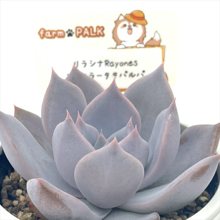 多肉植物 plkエケベリア リラシナRayones×コロラータタパルパ 多肉植物 パルクさん苗 送料無料 エケベリア 6cmポットのサムネイル