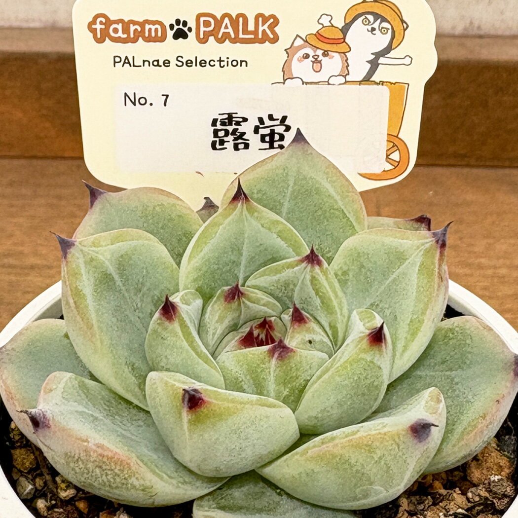 多肉植物 PAL n…