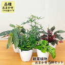 観葉植物 5鉢セット 3.5号鉢 福袋 送料無料 観葉植物 小型 小さい 室内 贈り物 プレゼント インテリア おしゃれ