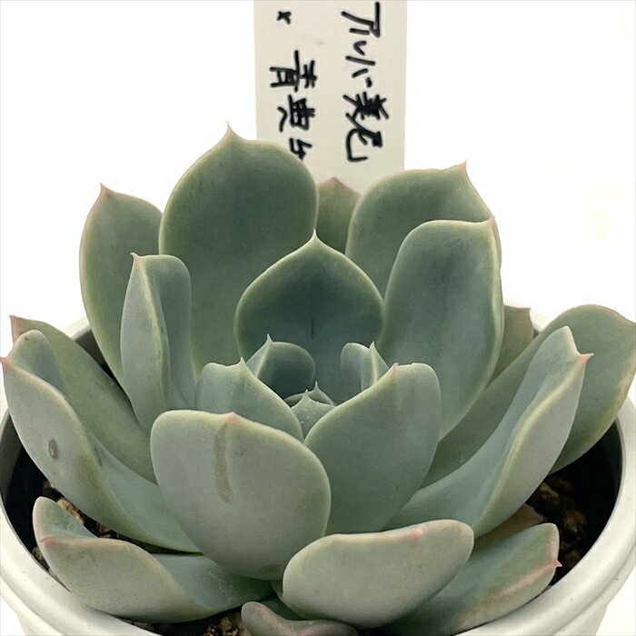 多肉植物 O’sエケ…