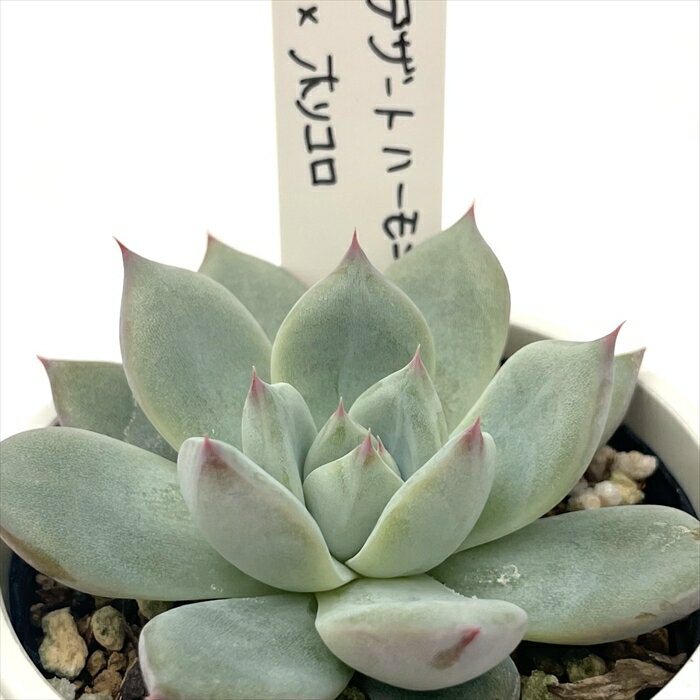 多肉植物 O’sエケ…