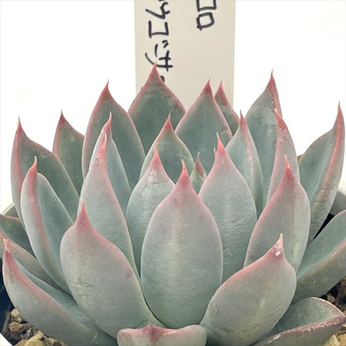 多肉植物 O’sエケベリア ホリコロ×ザラゴーサspノバ 多肉植物 O’s PLANTS オーズプランツさん苗 送料無料 エケベリア 6cmポットのサムネイル