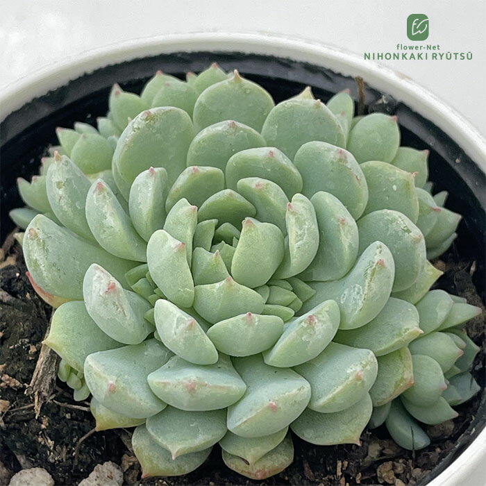 多肉植物 hxエケベリア グロブローサ×ミニマ 多肉植物 エケベリア 6cmポットのサムネイル
