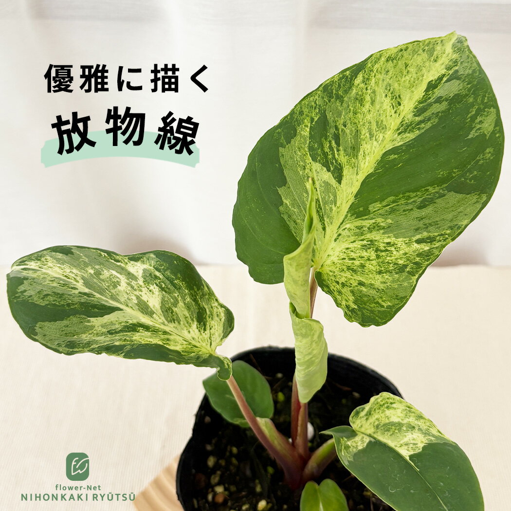 楽天市場】ホマロメナ（花・観葉植物｜花・ガーデン・DIY）の通販