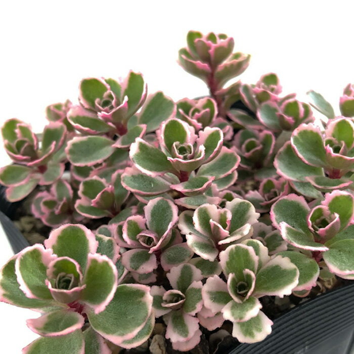 多肉植物 seセダム コーカサスキリンソウ トリカラー 多肉植物 セダム 9cmポットのサムネイル