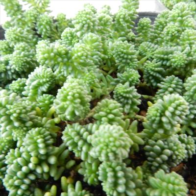 多肉植物 seセダム サクサグラレモスグリーン 多肉植物 セダム 9cmポットのサムネイル