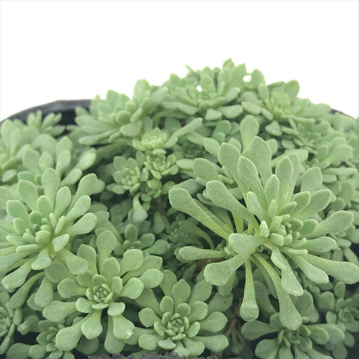 楽天市場】多肉植物 セダム(種類(植物)サボテン)(観葉植物 楽天市場】多肉植物 セダム(種類(植物)サボテン)(観葉植物