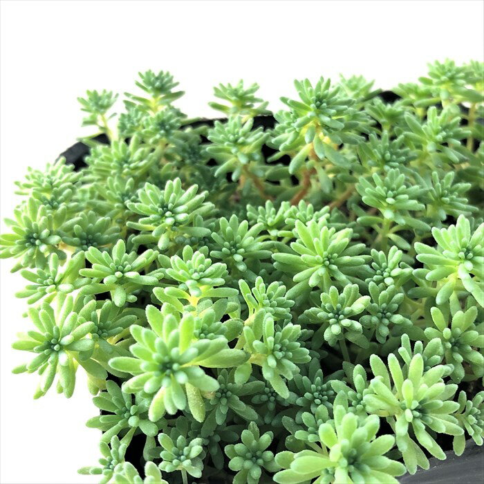 ロックガーデンとは 失敗しない庭の作り方やおすすめの植物をご紹介 暮らし の