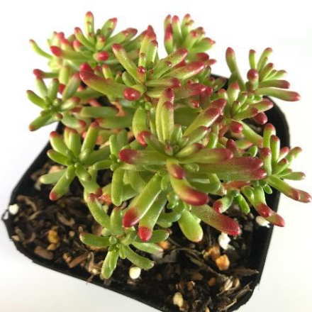 楽天市場 多肉植物 Seセダム カウルレア カエルレウム 多肉植物 セダム 9cmポット フラワーネット 日本花キ流通 未購入を含む みんなのレビュー 口コミ 楽天市場 多肉植物 Seセダム カウルレア カエルレウム 多肉植物 セダム 9cmポット フラワーネット 日本花キ流通 未購入を含む みんなのレビュー 口コミ