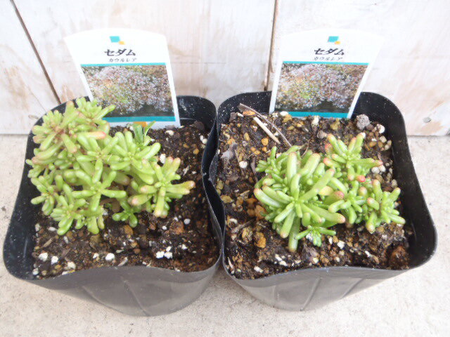 楽天市場 多肉植物 Seセダム カウルレア カエルレウム 多肉植物 セダム 9cmポット フラワーネット 日本花キ流通 未購入を含む みんなのレビュー 口コミ 楽天市場 多肉植物 Seセダム カウルレア カエルレウム 多肉植物 セダム 9cmポット フラワーネット 日本花キ流通 未購入を含む みんなのレビュー 口コミ