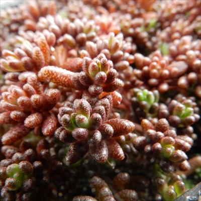 多肉植物 seセダム コーラルカーペット 多肉植物 セダム 9cmポットのサムネイル