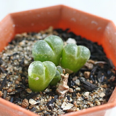 多肉植物 asオフタルモフィルム 白拍子 多肉植物 コノフィツム メセン 6cmポットのサムネイル