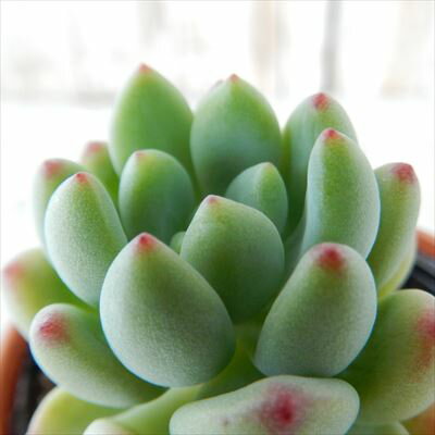 多肉植物 hmセダム 春霞 春萌×スプリングワンダー 多肉植物 セダム 6cmポットのサムネイル