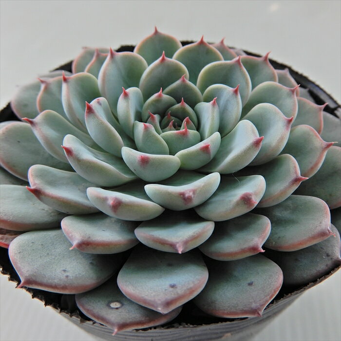 多肉植物 skエケベリア ホワイトミニマ 多肉植物 エケベリア 7.5cmポットのサムネイル